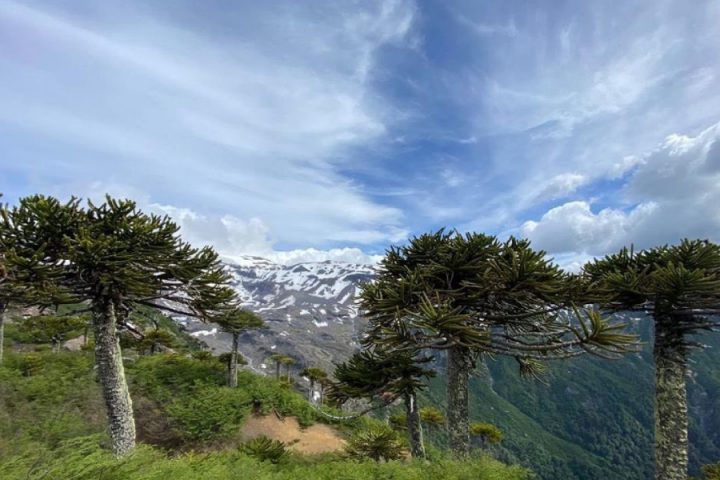 Desafíos de recuperar más de 2 mil hectáreas de bosque nativo