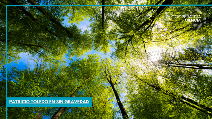 ¿Por qué el futuro debe ser forestal?