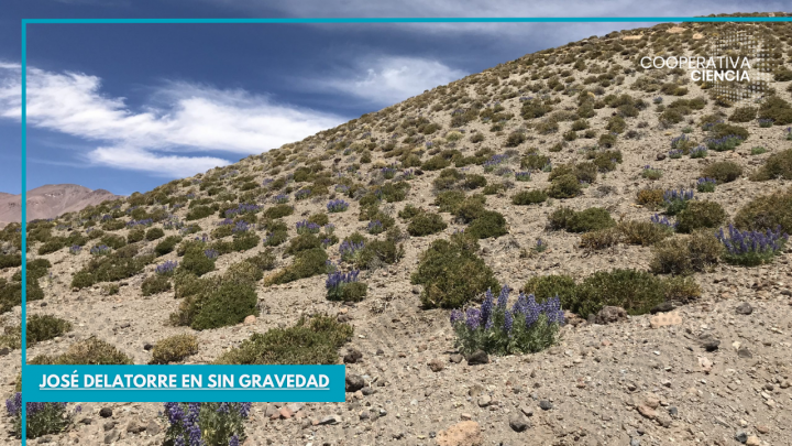 Plantas desérticas: clave para reducir consumo de agua