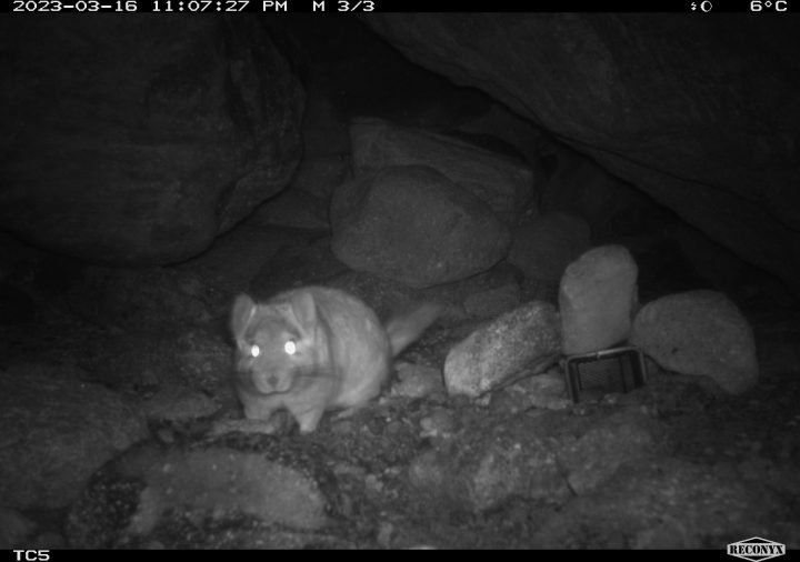 Tras 12 años se avistó chinchilla de cola corta en Atacama