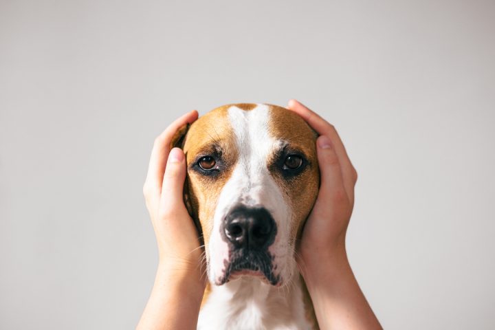 Fuegos artificiales y mascotas: ¿Cómo protegerlas?