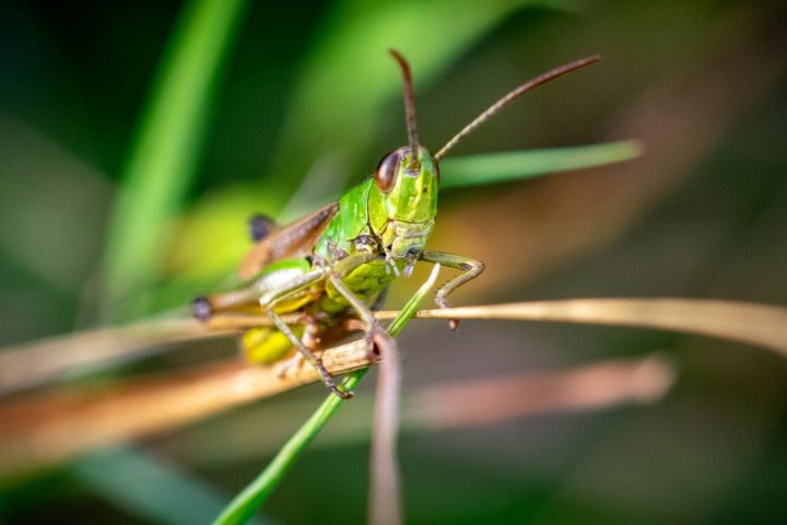 ¿Cuáles son los insectos más comunes que están desapareciendo?