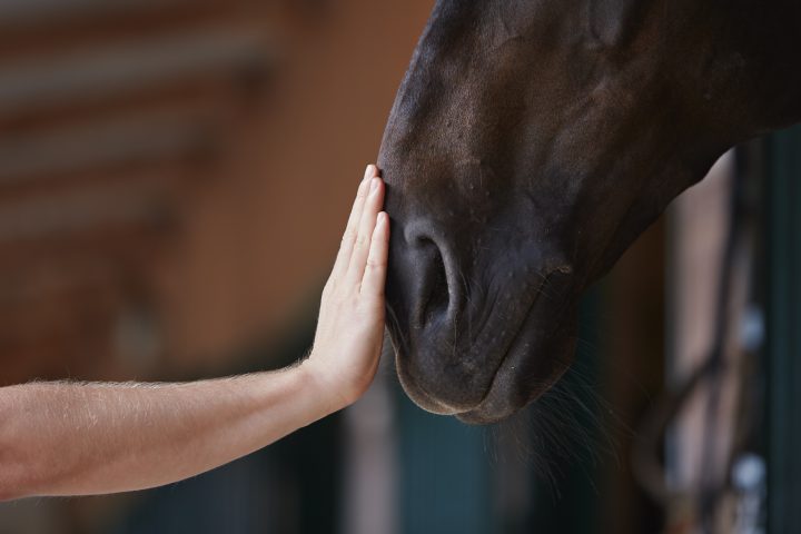 SAG en alerta por virus equino detectado en Argentina