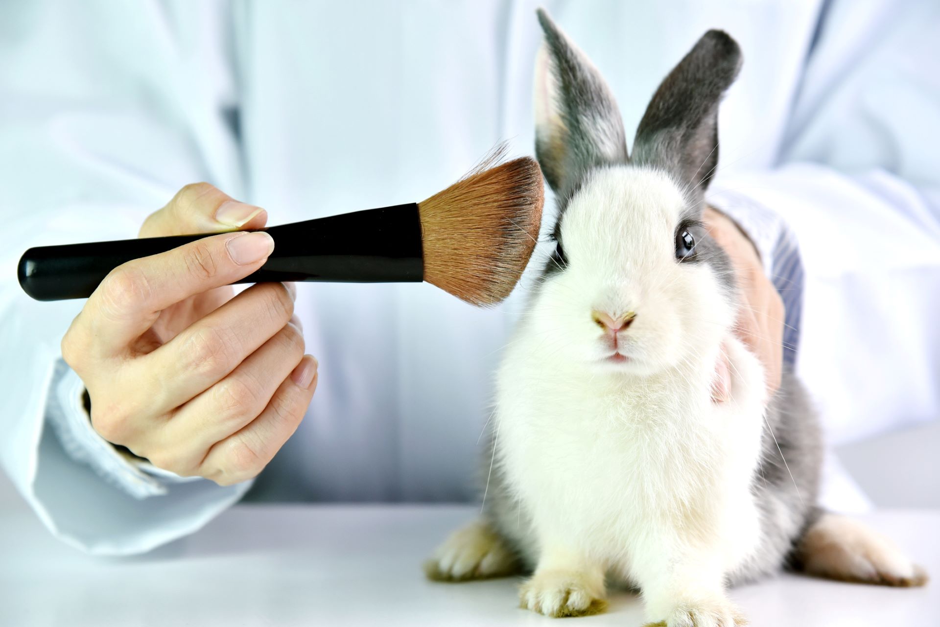 Avanza norma que prohíbe el testeo animal para cosméticos