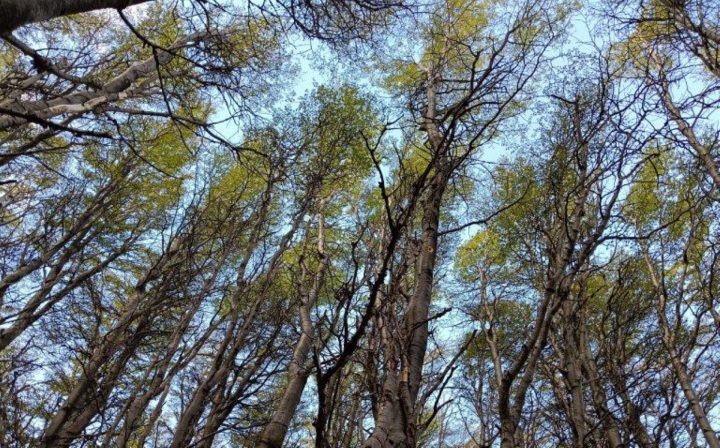 La vida y muerte de los bosques de lenga bajo estudio científico