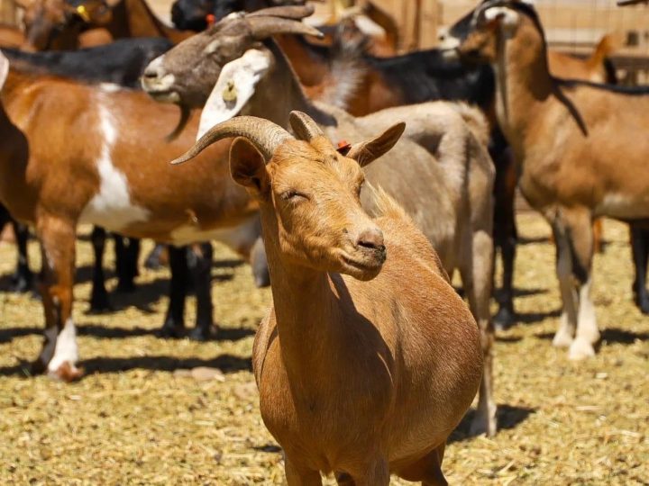 Cruce entre cabra criolla y española para resistir la sequía