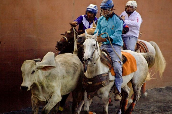 Por maltrato animal: Buscan prohibir tipo de rodeo venezolano