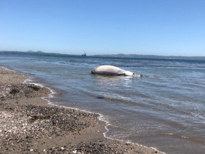 Ballena jorobada de 30 toneladas varó muerta en costa de Penco
