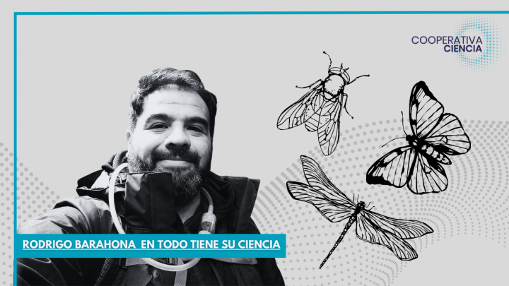 Insectos del verano: ¿Cuáles son los más comunes en Chile?