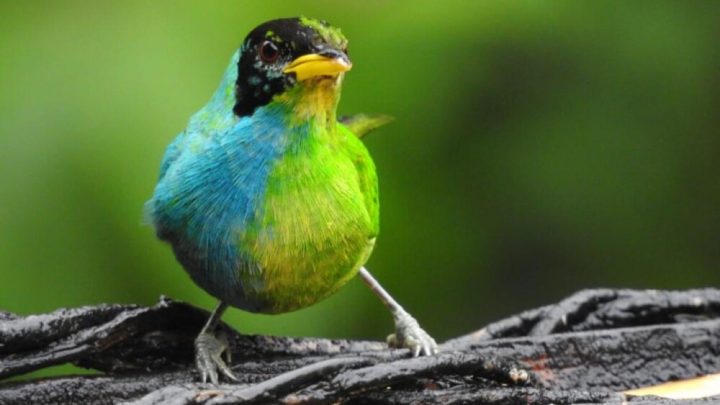 Identifican pájaro mitad macho y mitad hembra en Colombia