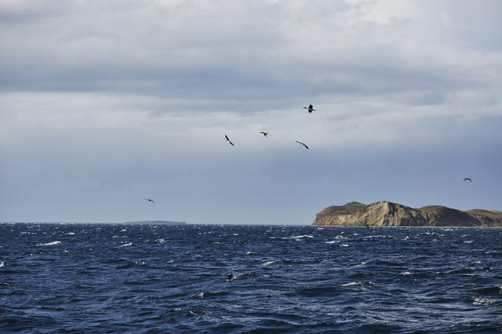 Chile, el primer país en ratificar el Tratado de Alta Mar