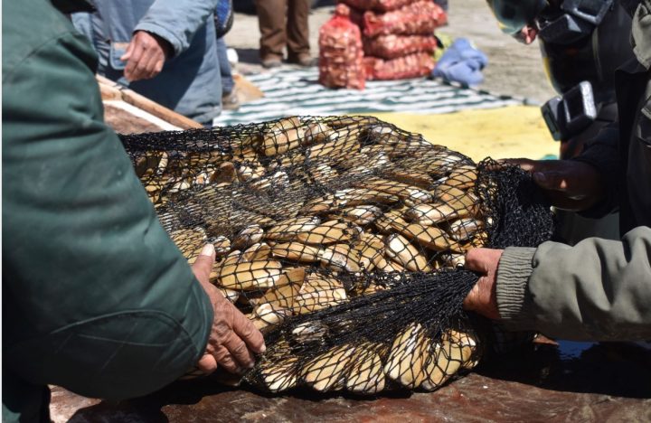 Estudio de la macha revela claves para su manejo y conservación