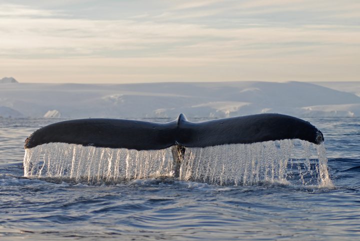 ¿Cómo las ballenas combaten el cambio climático?