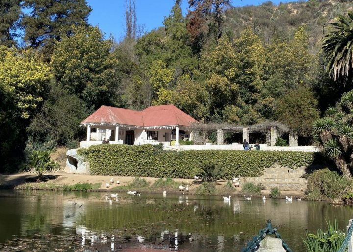 Árboles que resistieron al fuego en Jardín Botánico viñamarino