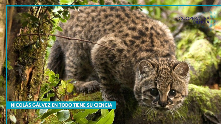 Los peligros que amenazan al emblemático gato güiña