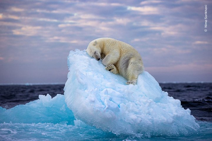 Las impactantes fotos que dejó el Wildlife Photographer 2023