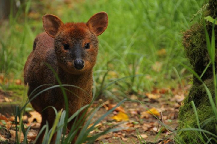 ¿Qué hacer ante encuentros con fauna silvestre?