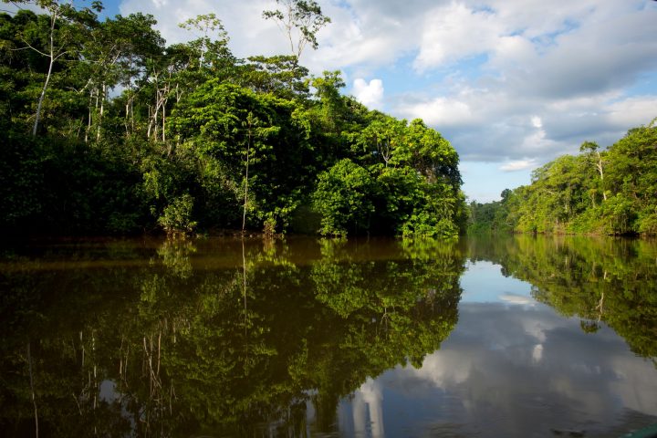 Nature: los graves efectos de la degradación del Amazonia