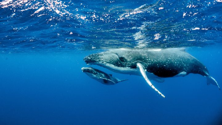 ¿Qué hace que las ballenas puedan cantar?