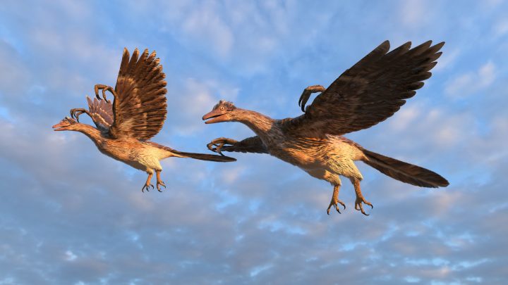 Aves modernas evolucionaron previo a la extinción de los dinosaurios