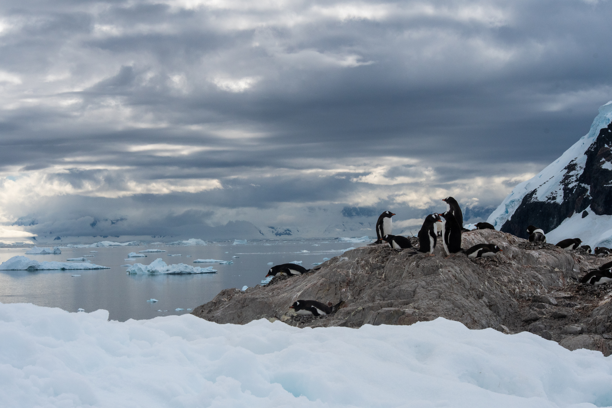 Confirman por primera vez la presencia de gripe aviar en la Antártida