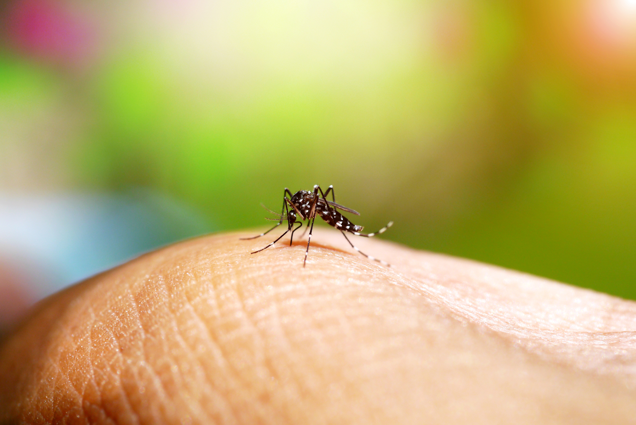Declaran epidemia de dengue en Río de Janeiro