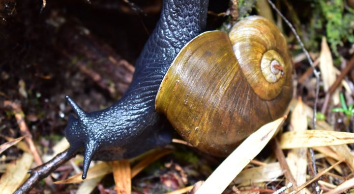 El Caracol Negro, el gigante de los bosques nativos de Chile