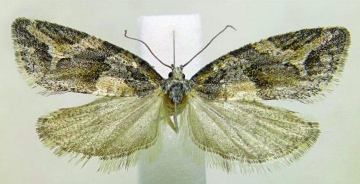 Un tesoro entomológico del norte chileno cuidado durante 60 años