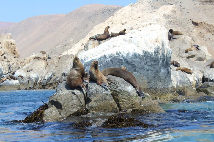 Región de Tarapacá logra la primera área marina protegida