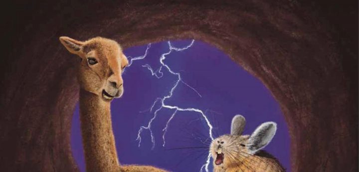 Publicarán libro sobre la historia de las llamas en Atacama