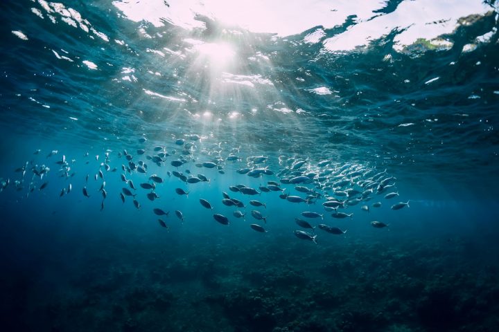 Descubren cien especies marinas en el océano de Nueva Zelanda