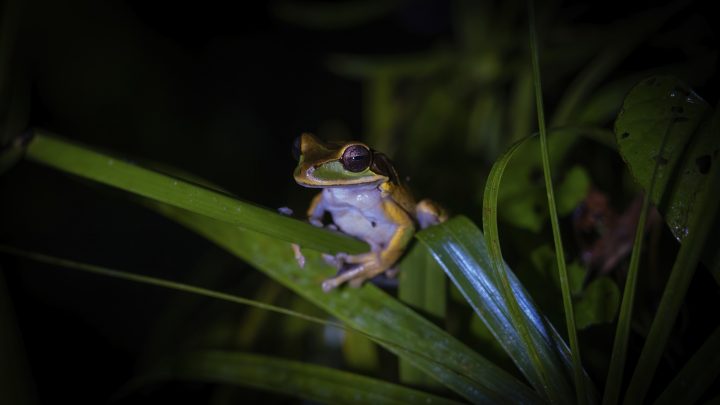 Las ranas hembra guiñan el ojo a los machos para coquetear