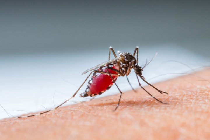Mosquito de la fiebre amarilla se adapta a temperaturas locales