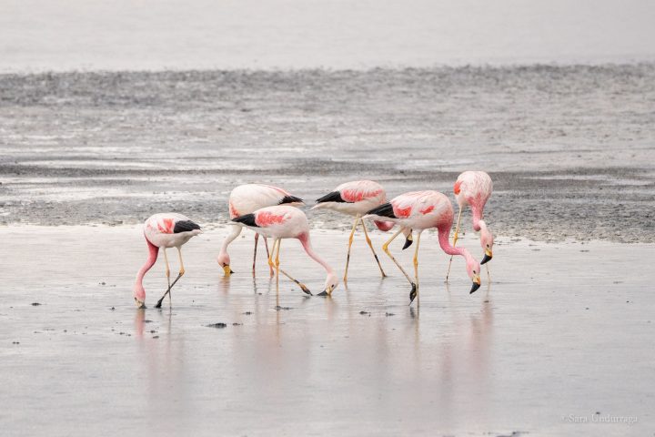 Censo reveló alta presencia de jóvenes flamencos altoandinos