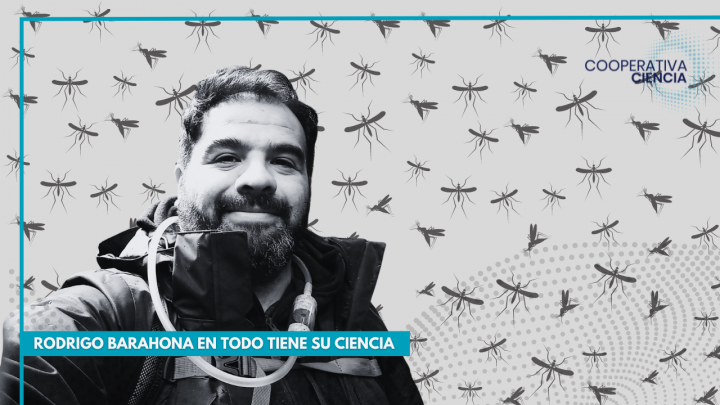 Mosquito del dengue: 