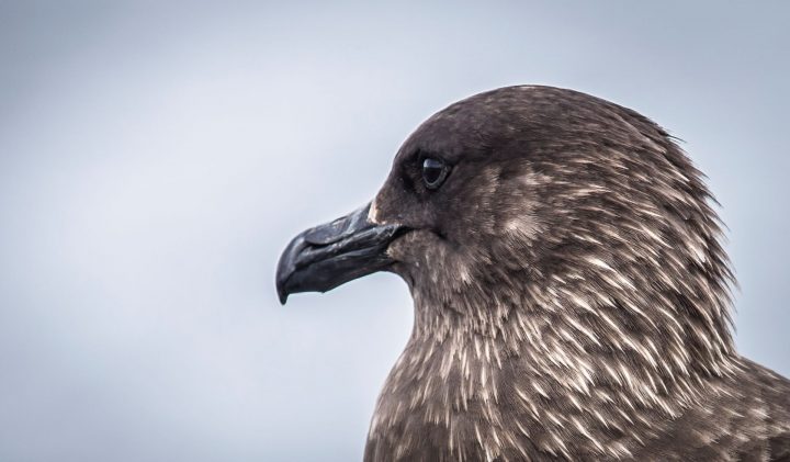 Equipo chileno secuencia genoma de influenza aviar en la Antártica