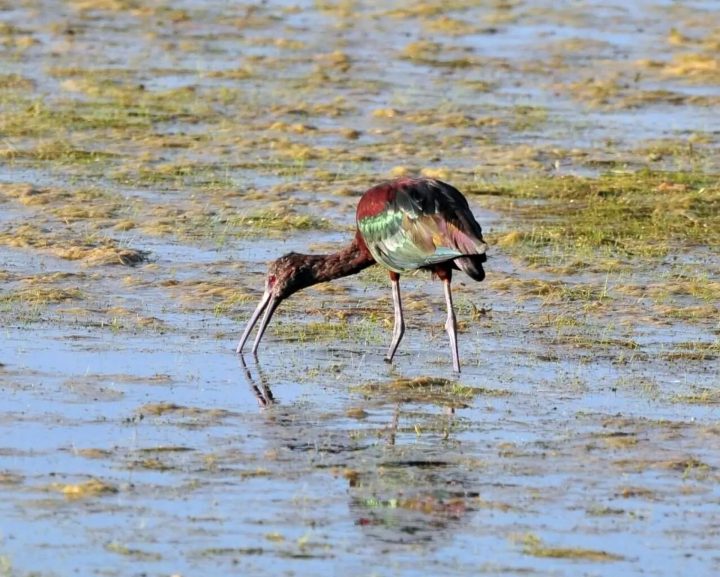 Más del 60% de las aves regresa a la laguna Aculeo