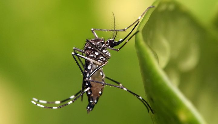 Alerta Amarilla en Los Andes por focos del mosquito del dengue