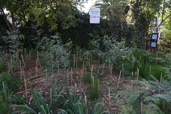 Proyectan 33 nuevos bosques para combatir el calor en la RM
