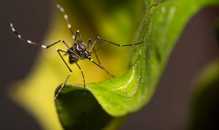 Especialistas advierten sobre el alza de casos dengue en Chile