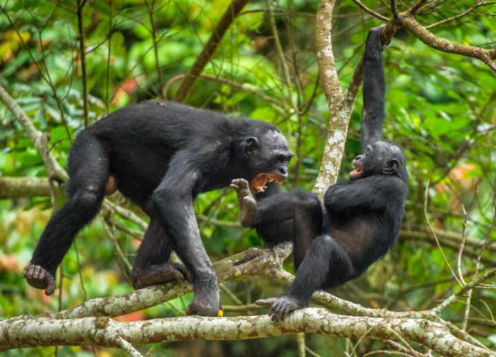 Los bonobos: menos conciliadores y pacíficos de lo que se pensaba