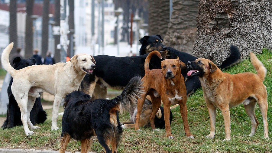 Especialista critica falta de voluntad para frenar jaurías de perros