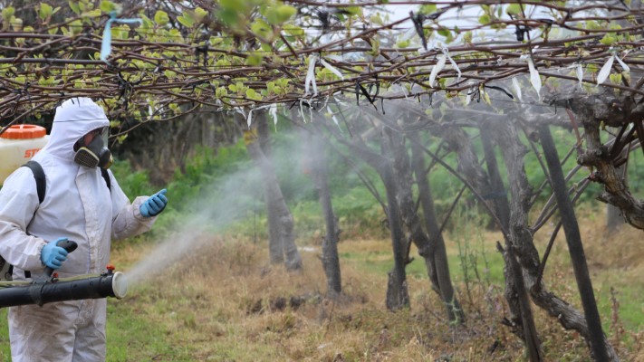 Biopesticida chileno logra controlar importante bacteria del kiwi