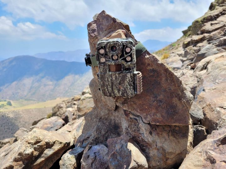 ¿Para qué sirven las cámaras trampa?