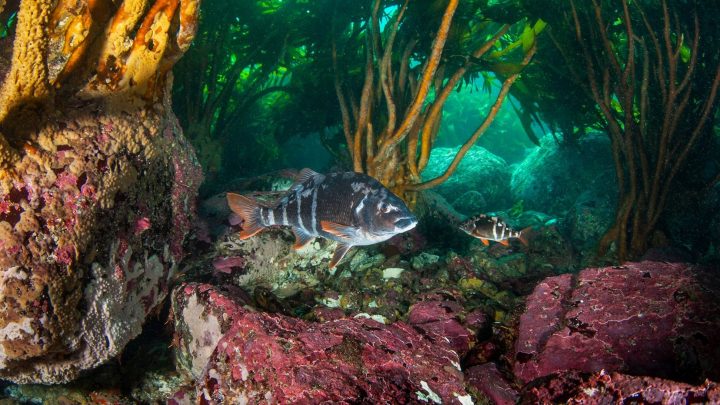 Presentan nueva guía de peces litorales óseos de Chile