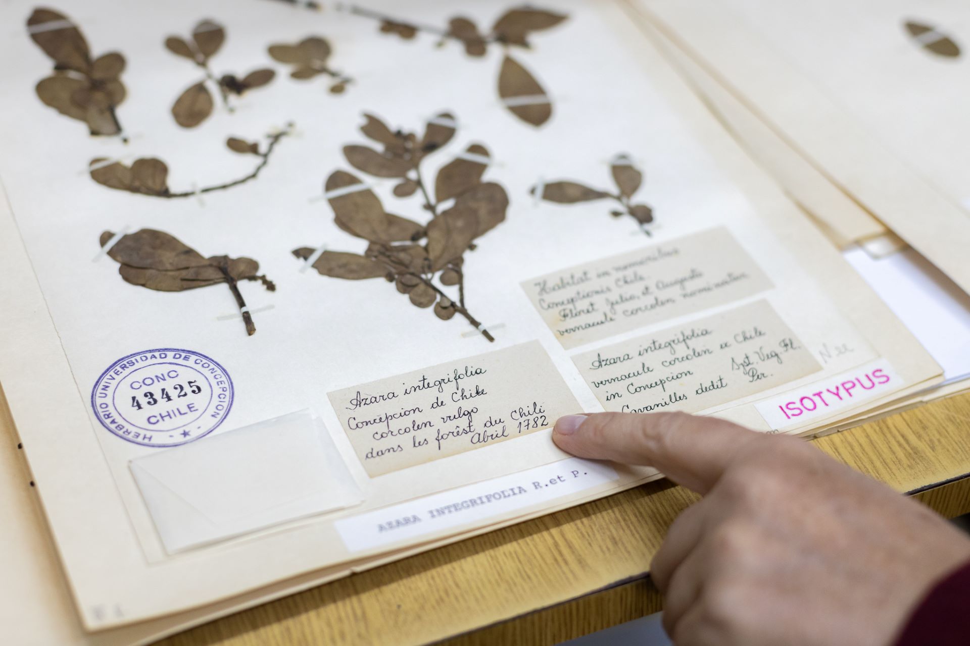 Herbario de U. de Concepción: 100 años de conservación botánica