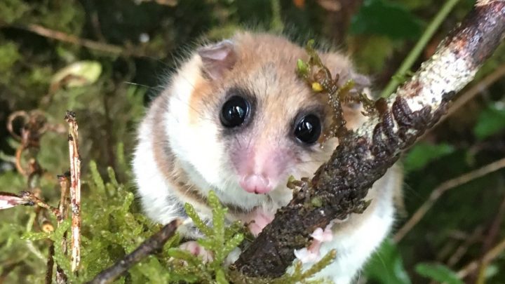 ¿Cómo afecta el cambio climático a la hibernación del monito del monte?