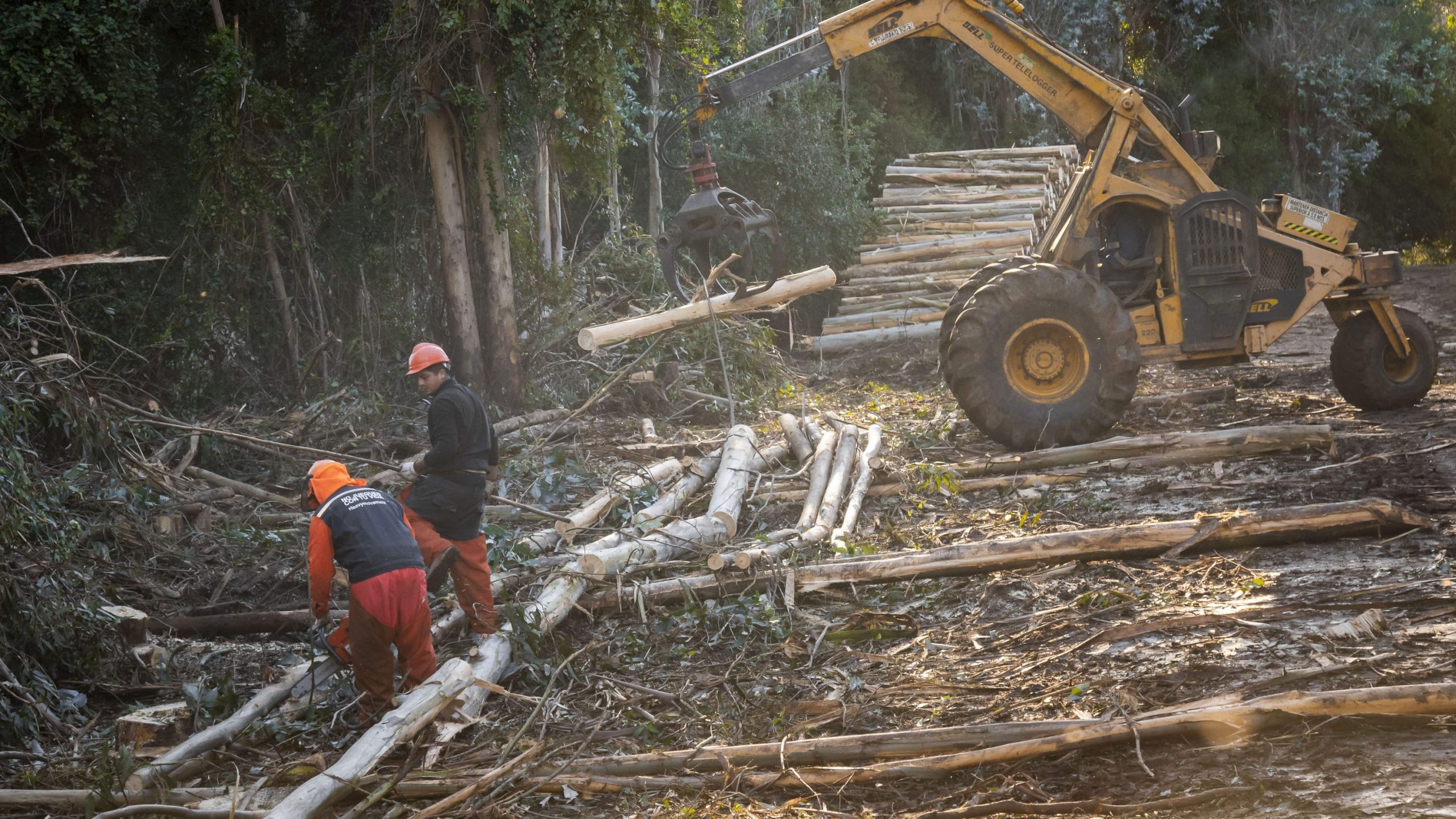 Avanza adaptación del sitio del futuro jardín botánico de la UdeC