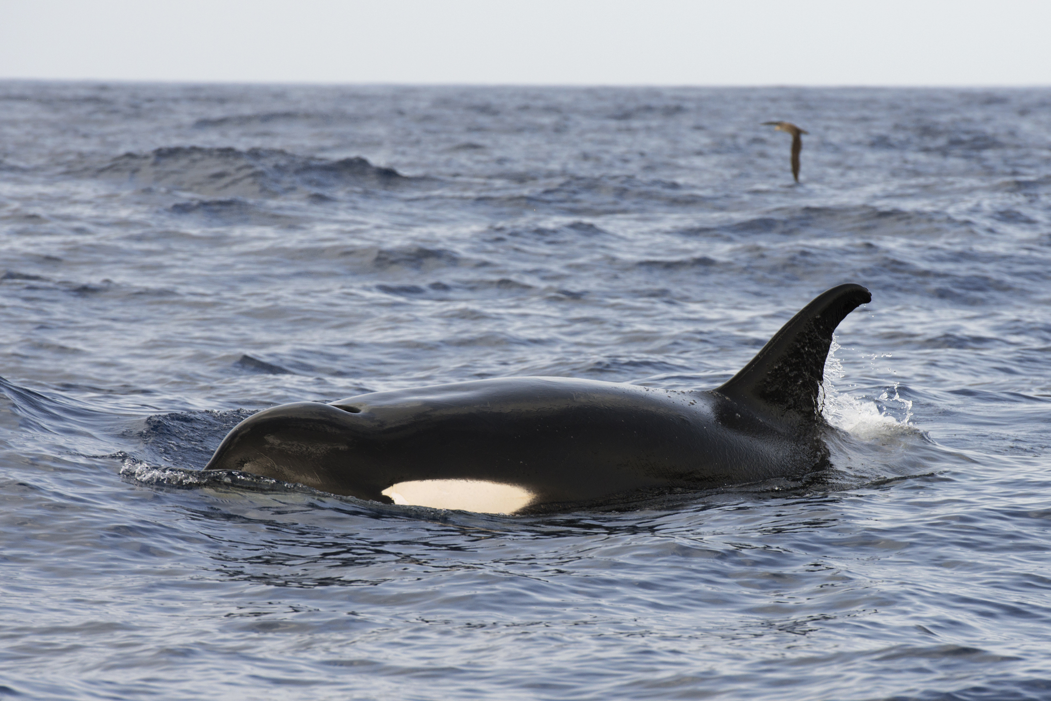 Sería un juego: explican motivo de los ataques de orcas a embarcaciones