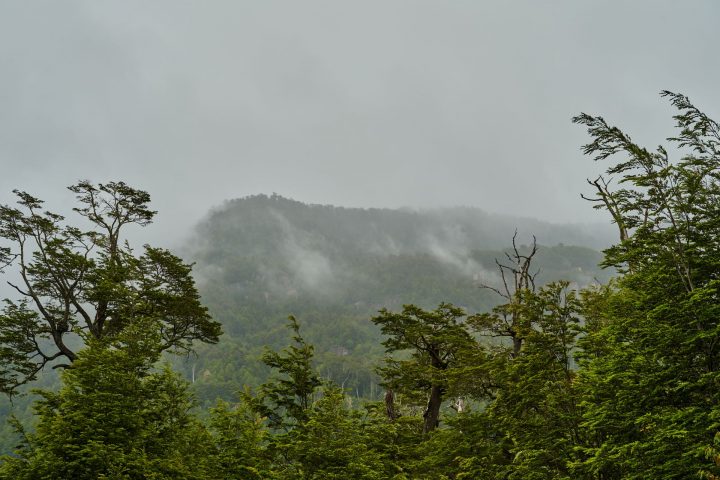 500 mil hectáreas de bosque nativo se han perdido en Chile